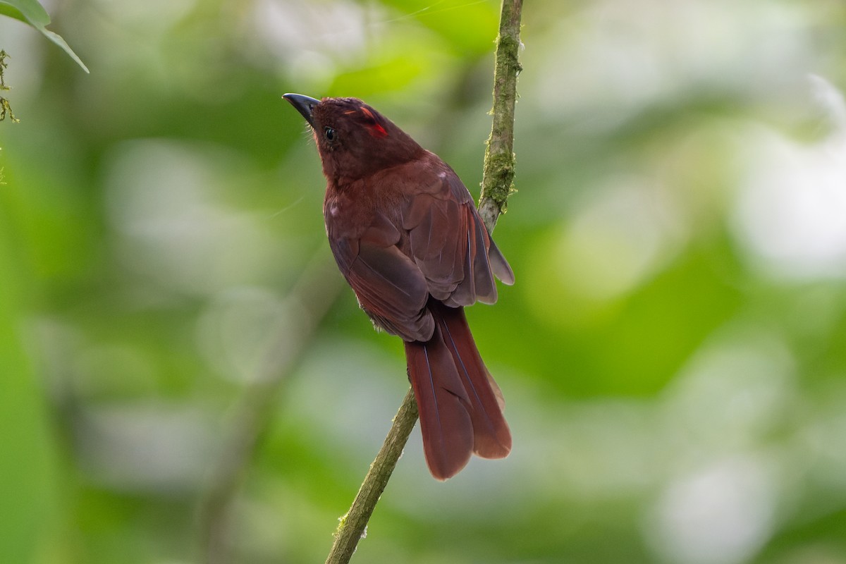 Red-crowned Ant-Tanager - Josh Tally
