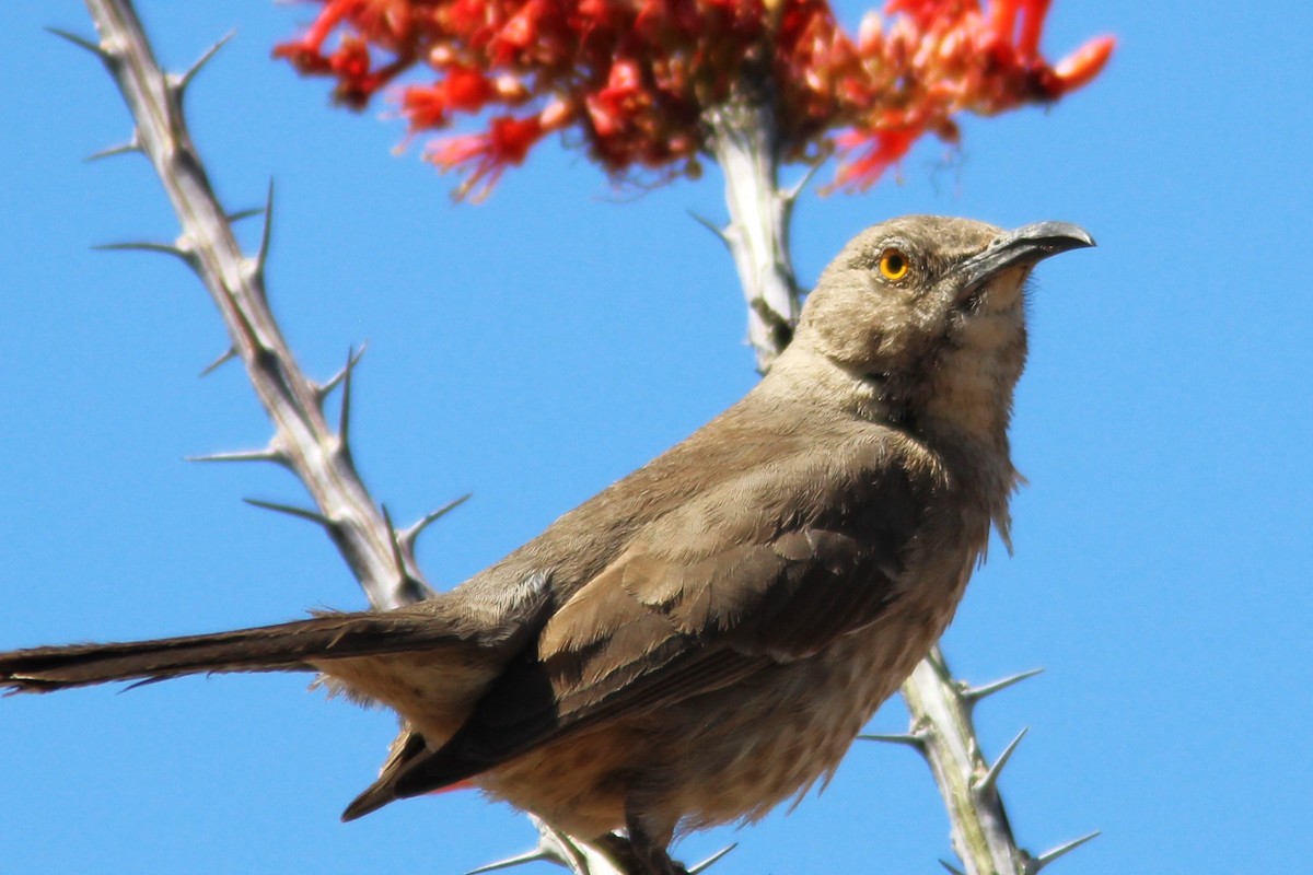 Curve-billed Thrasher - ML618643347