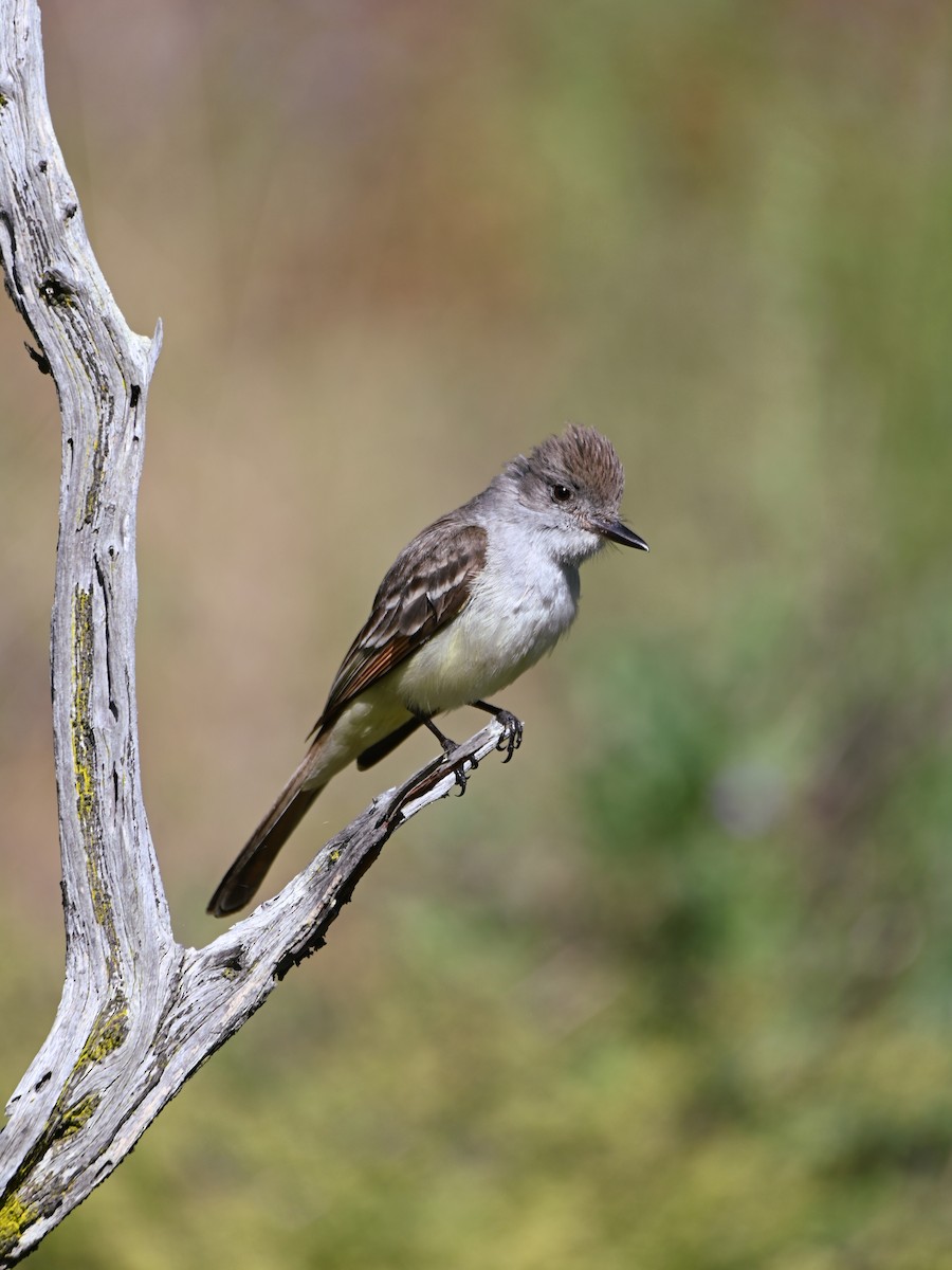 Ash-throated Flycatcher - Caitlin Morrow