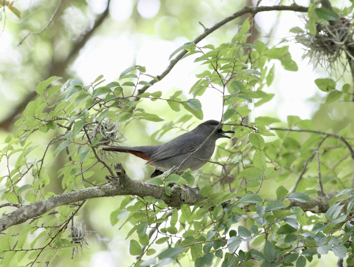 Gray Catbird - Rhonda Desormeaux