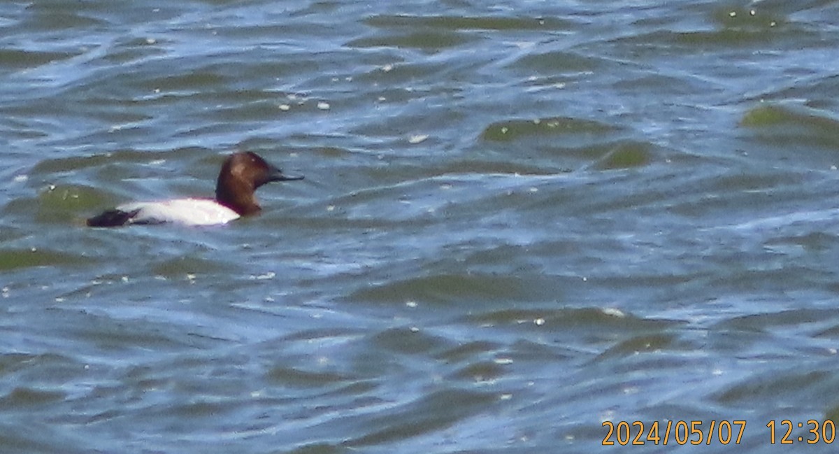 Canvasback - ML618643382