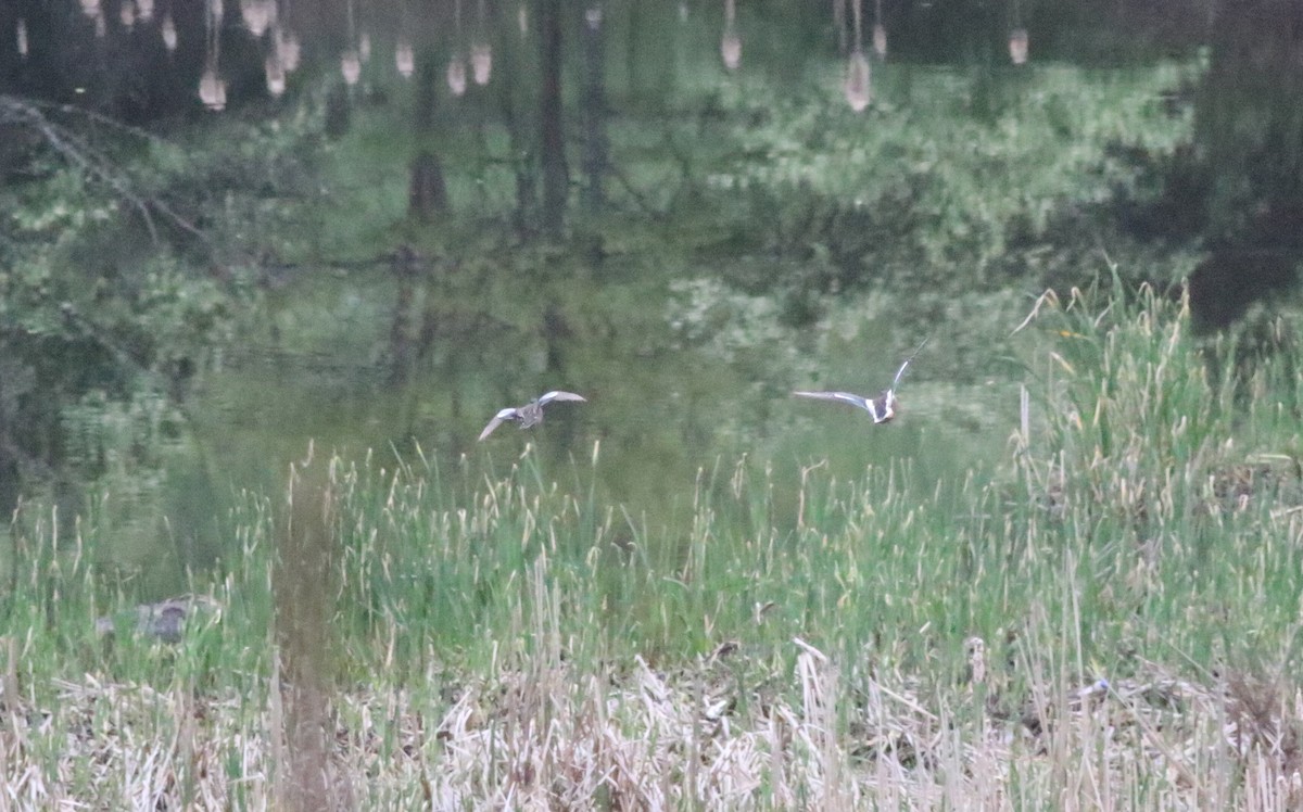 Northern Shoveler - ML618643398