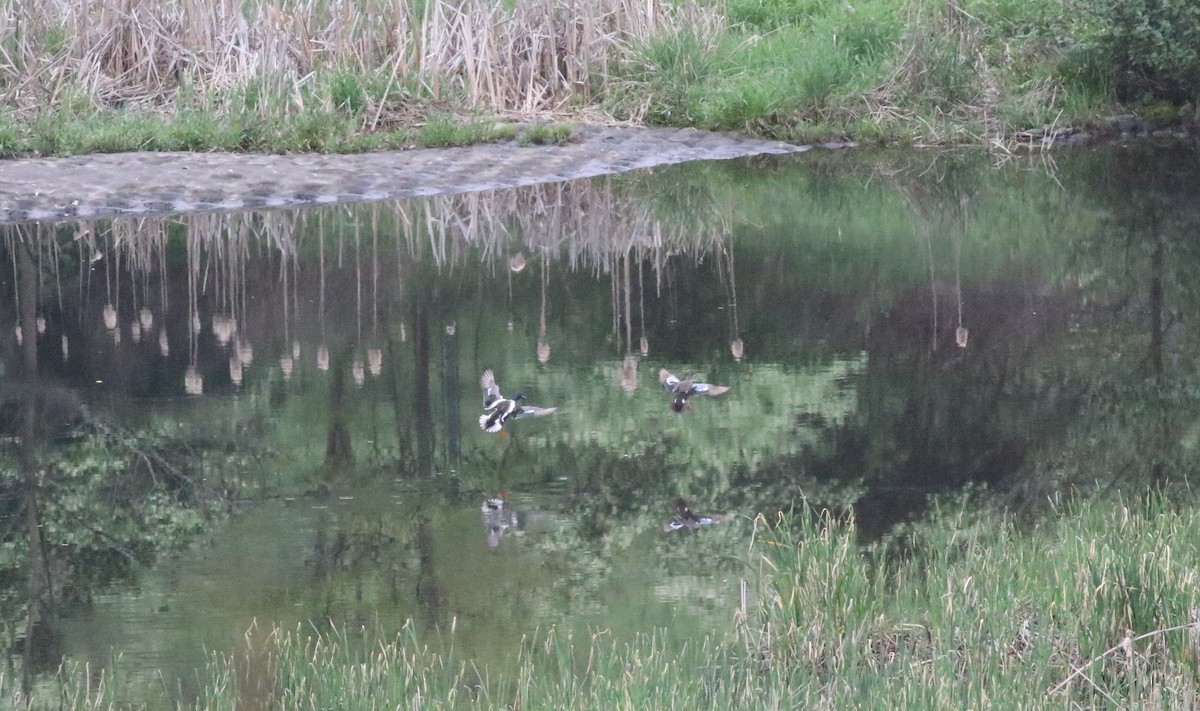 Northern Shoveler - ML618643399