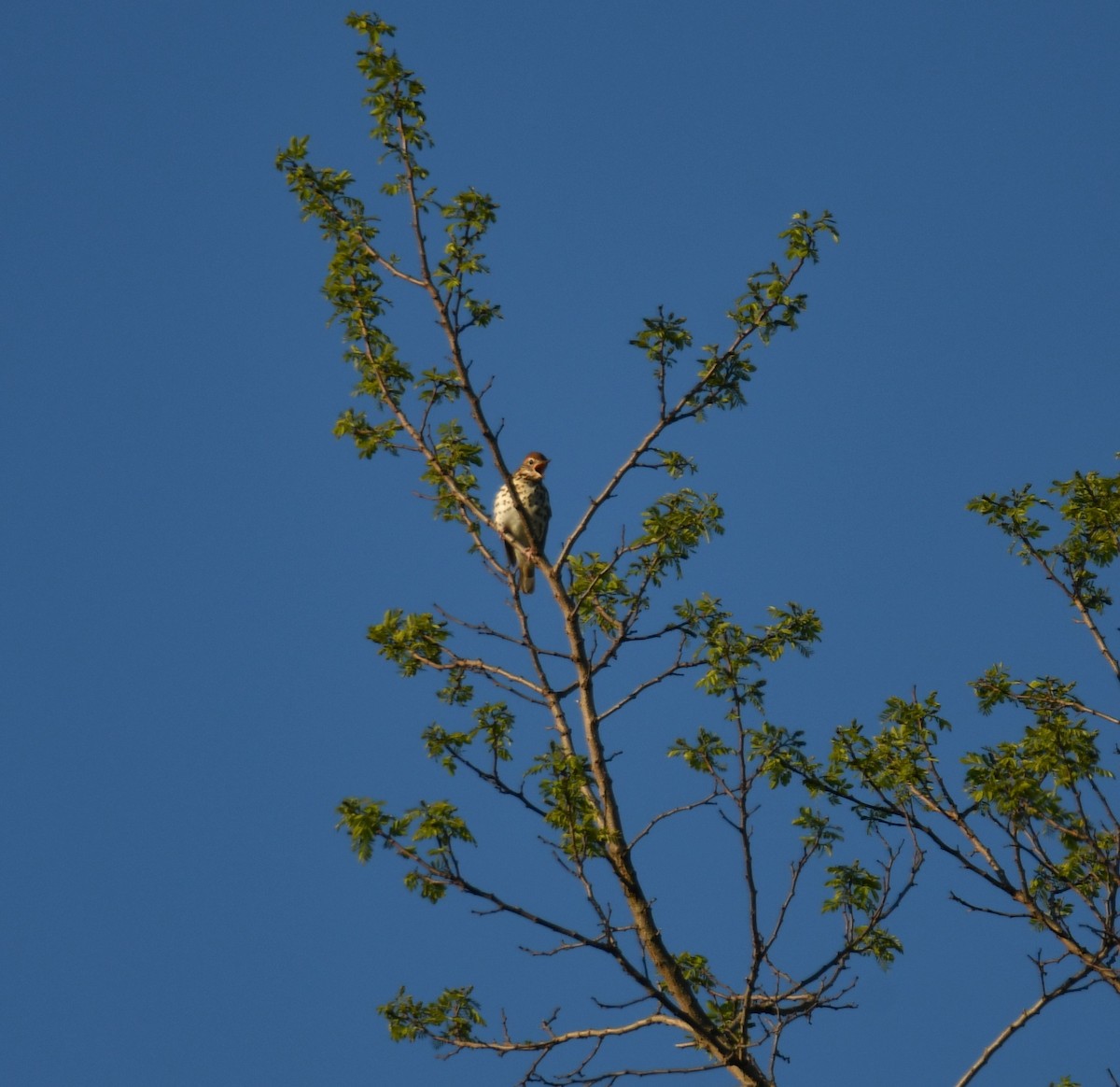 Wood Thrush - Alissa Milillo