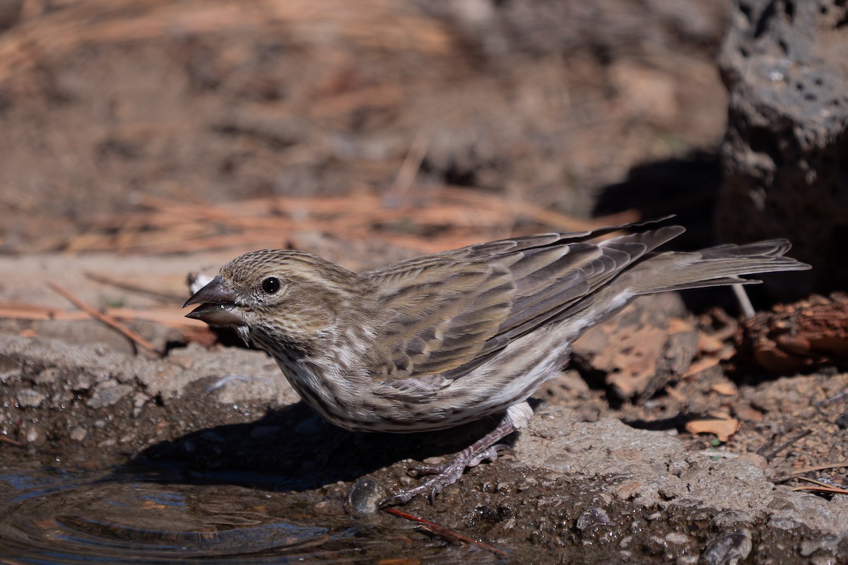 Cassin's Finch - Grace Oliver