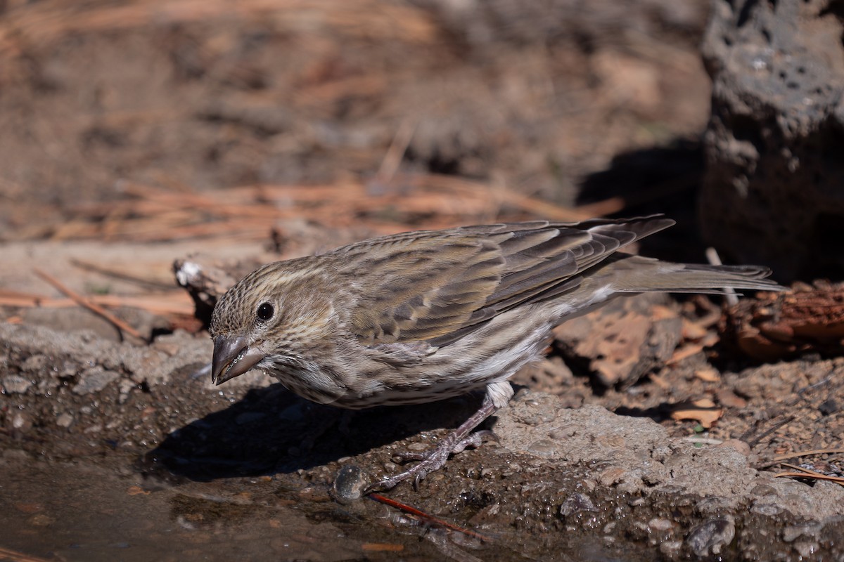 Cassin's Finch - ML618643434