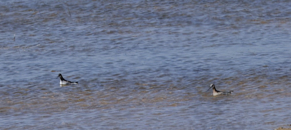 Phalarope à bec étroit - ML618643448