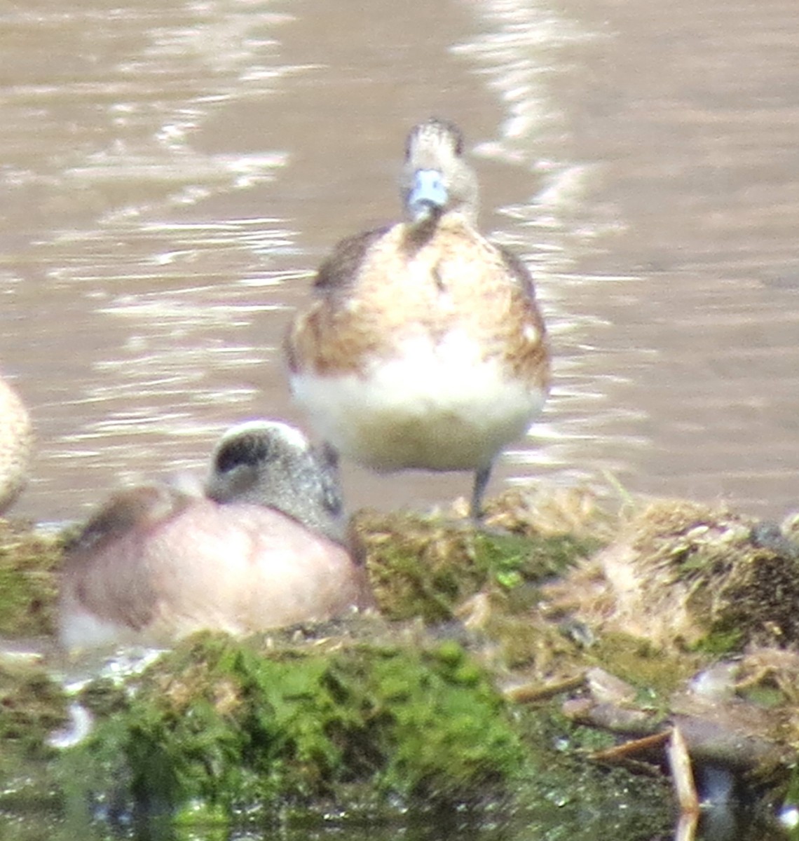 American Wigeon - James Hirtle