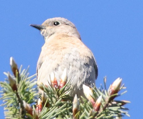 Western Bluebird - ML618643496