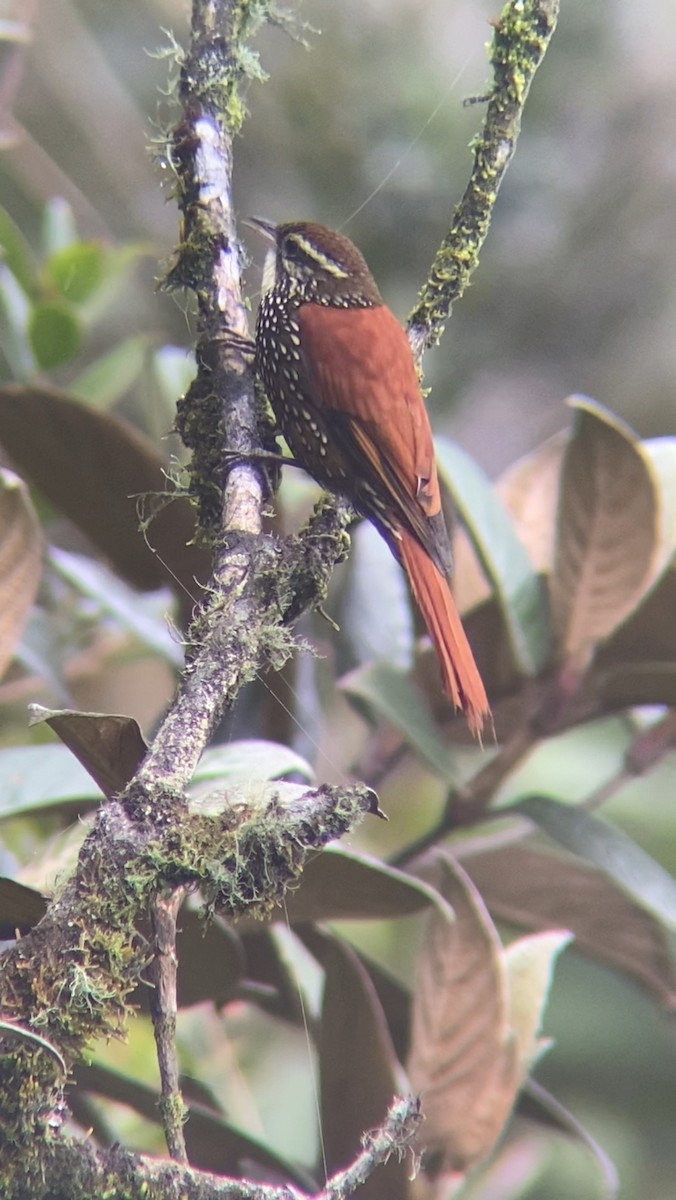 Pearled Treerunner - Juan Fernando Giraldo Lopera