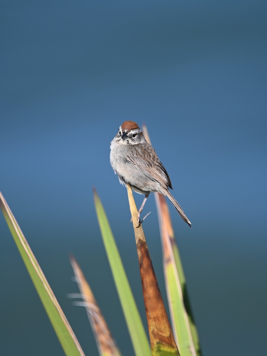 Rufous-crowned Sparrow - Caitlin Morrow