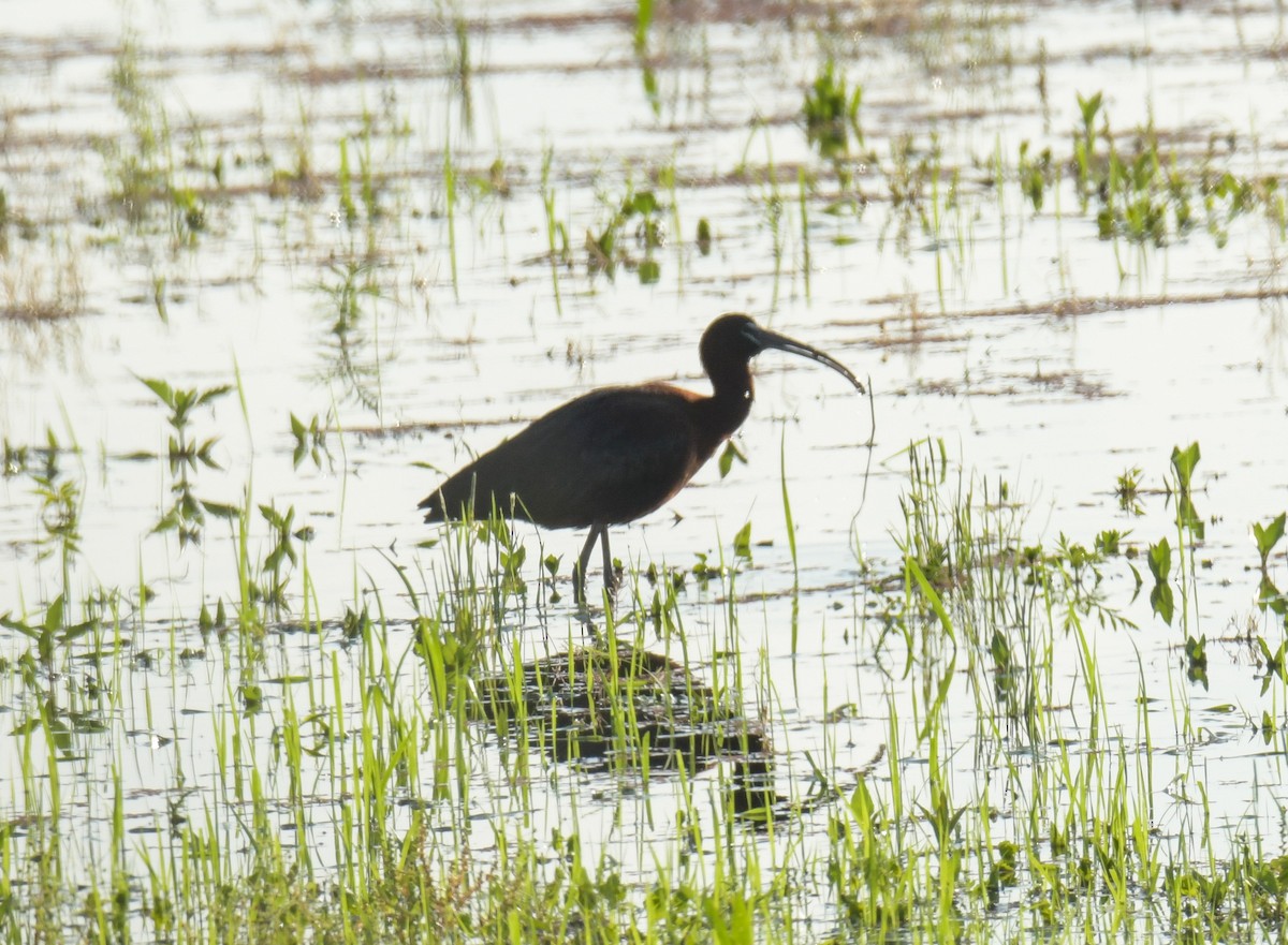 Glossy Ibis - ML618643530