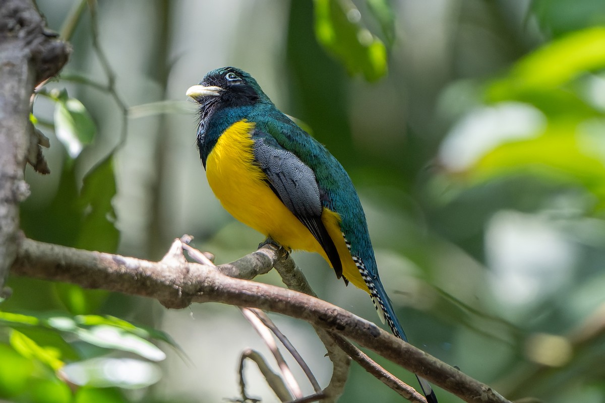 Gartered Violaceous Trogon - ML618643531