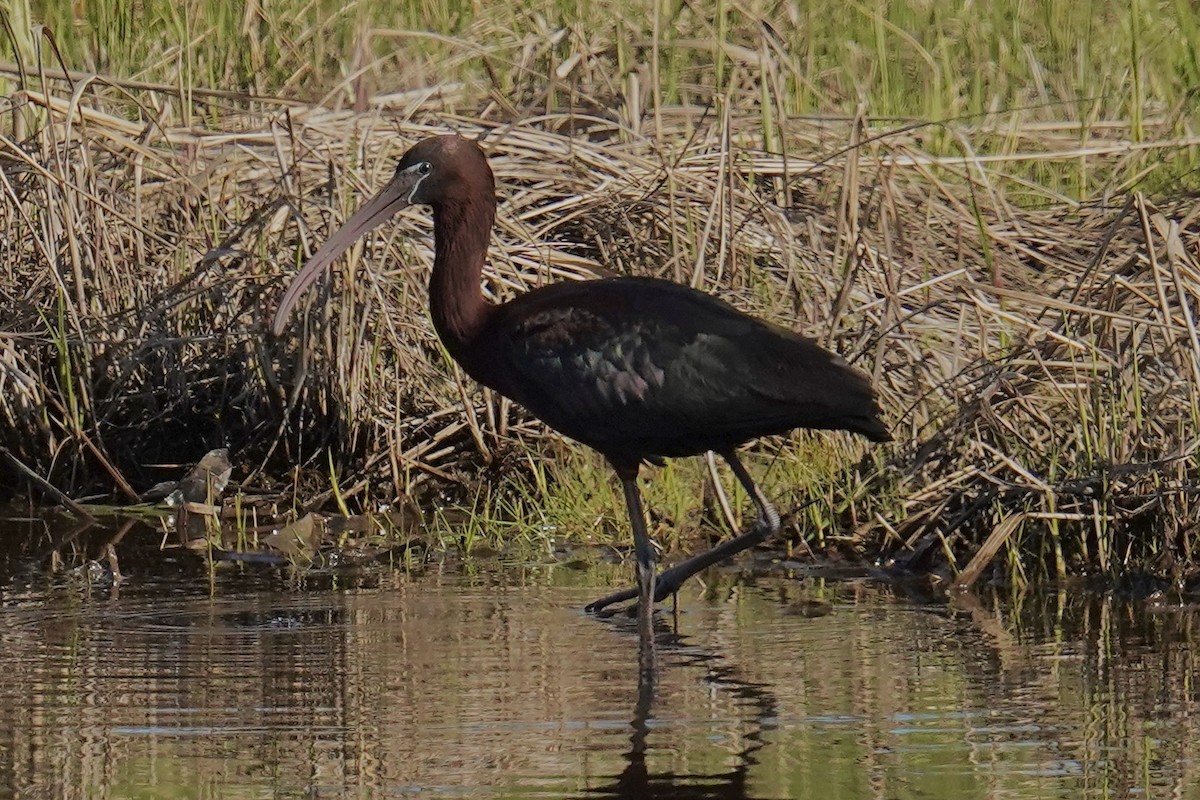 ibis hnědý - ML618643538