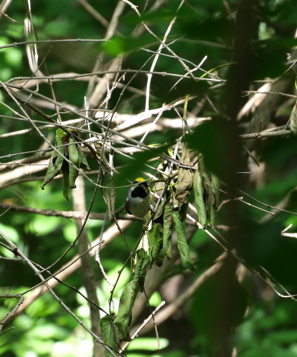 Golden-winged Warbler - ML618643546