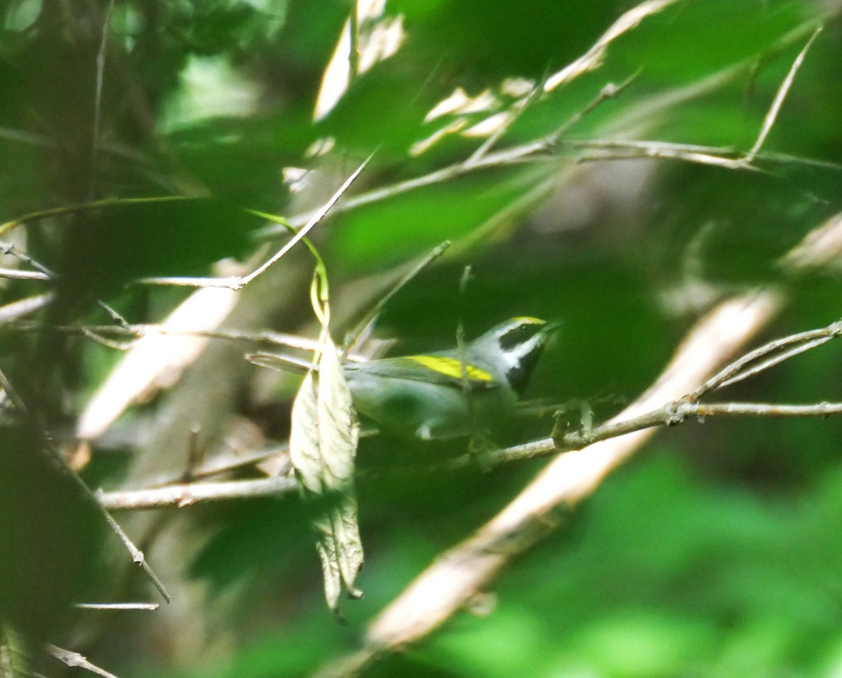 Golden-winged Warbler - ML618643547
