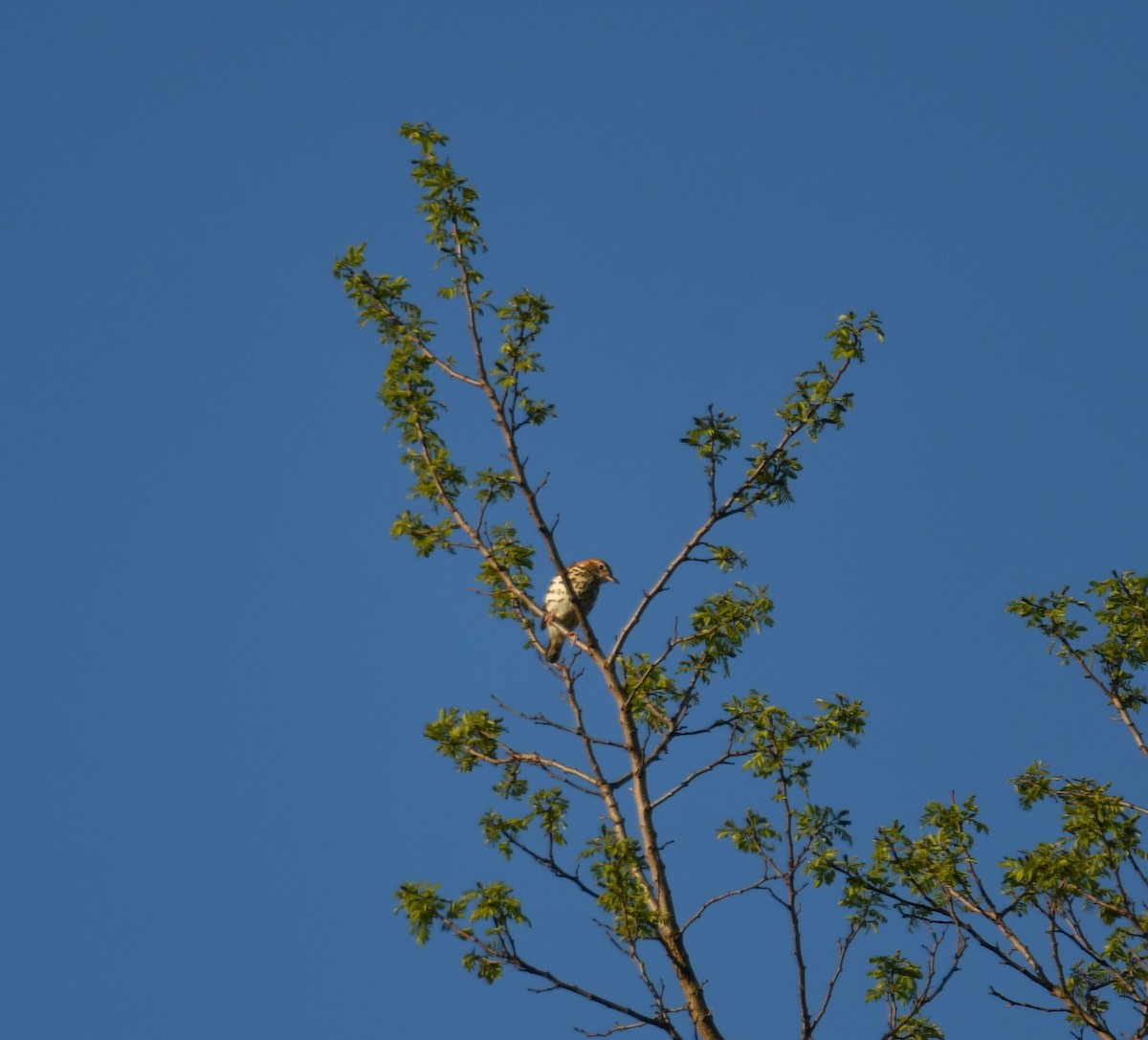 Wood Thrush - ML618643579