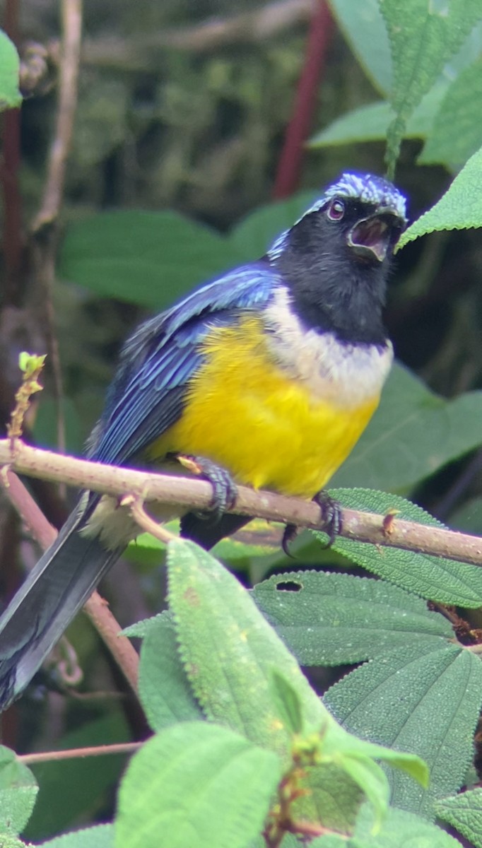 Buff-breasted Mountain Tanager - Juan Fernando Giraldo Lopera