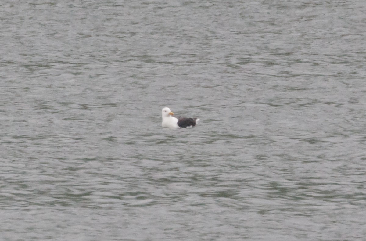 Great Black-backed Gull - ML618643584