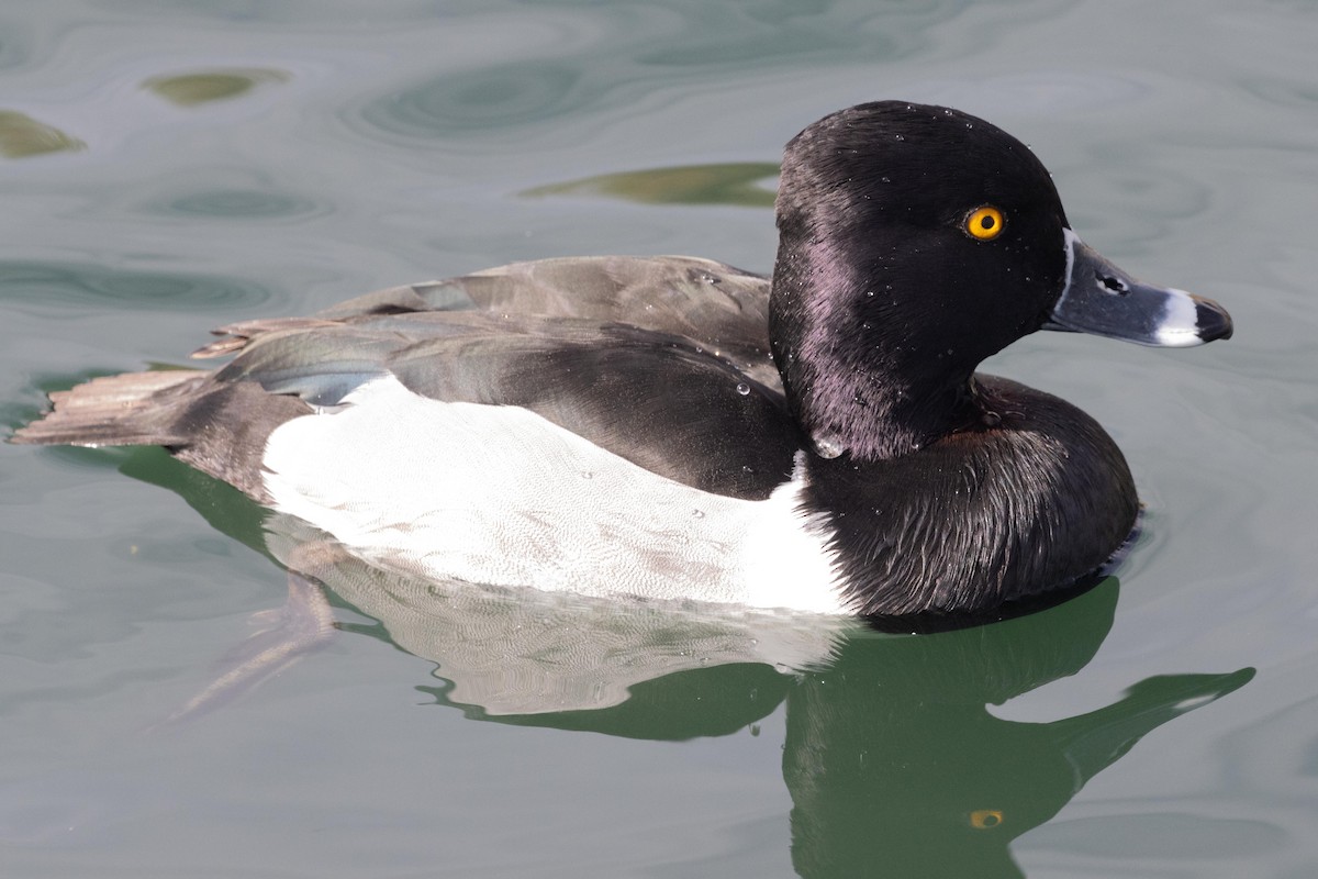 Ring-necked Duck - ML618643591