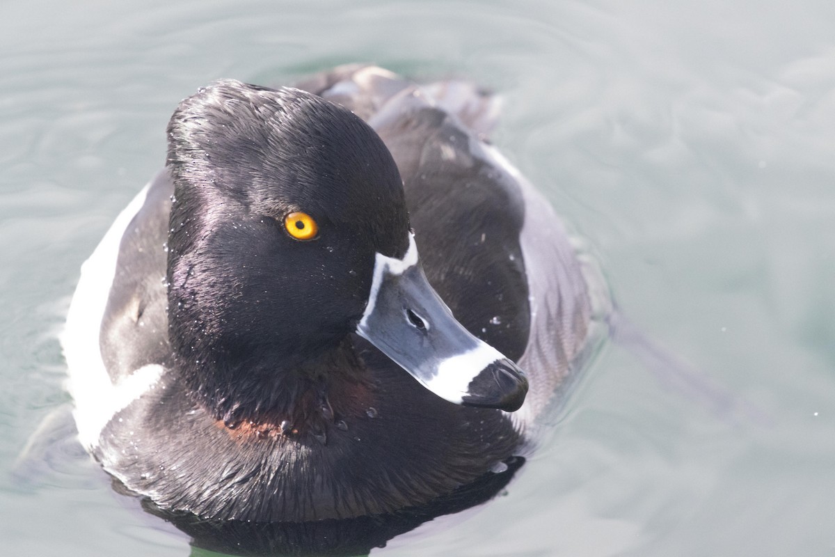 Ring-necked Duck - ML618643592
