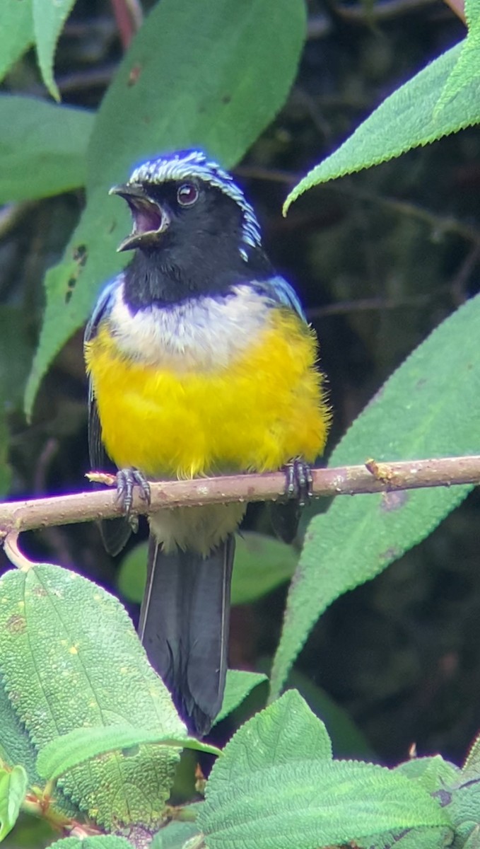 Buff-breasted Mountain Tanager - Juan Fernando Giraldo Lopera