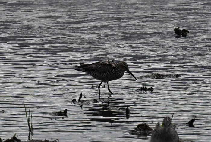 Stilt Sandpiper - ML618643599