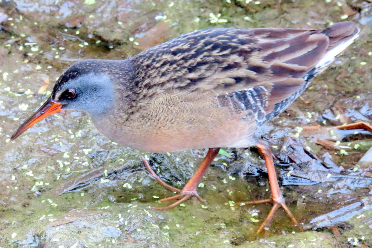 Virginia Rail - ML618643601