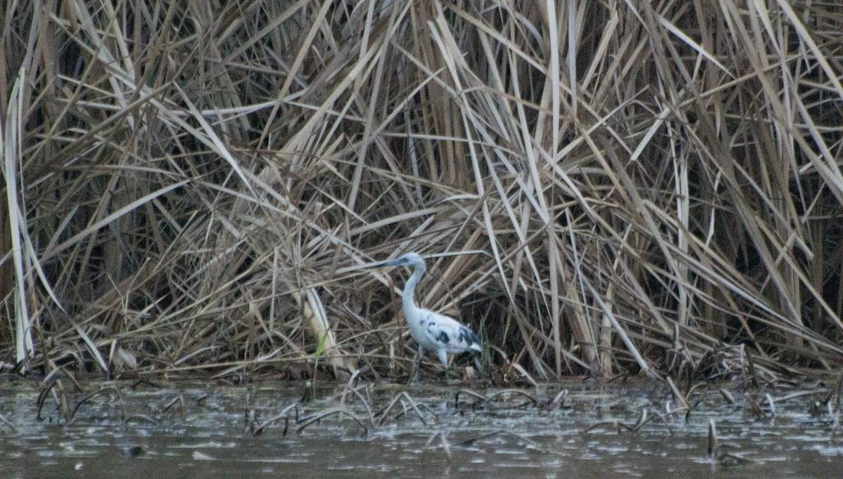 Little Blue Heron - ML618643611