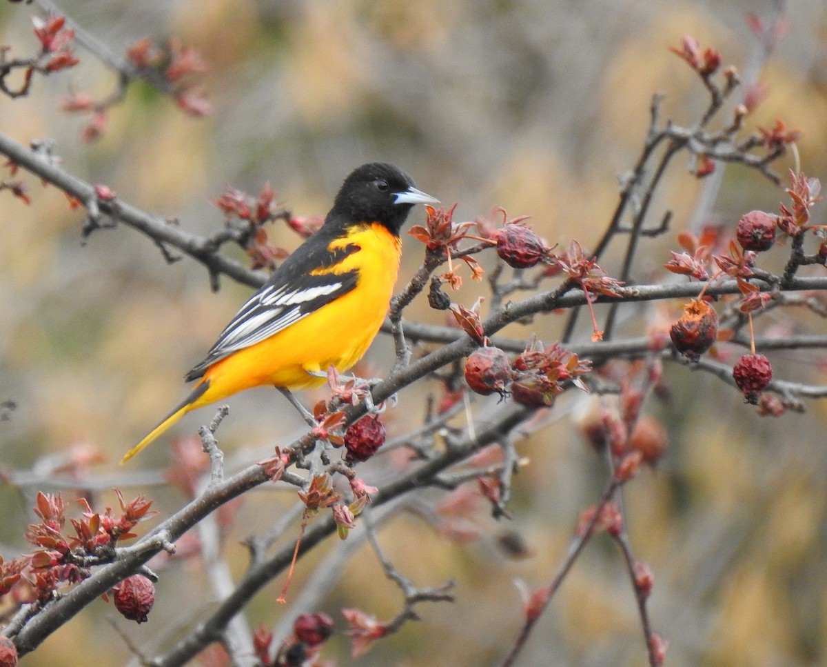 Baltimore Oriole - ML618643632