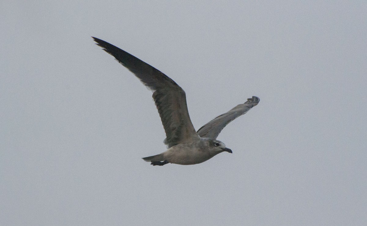 Mouette atricille - ML618643635