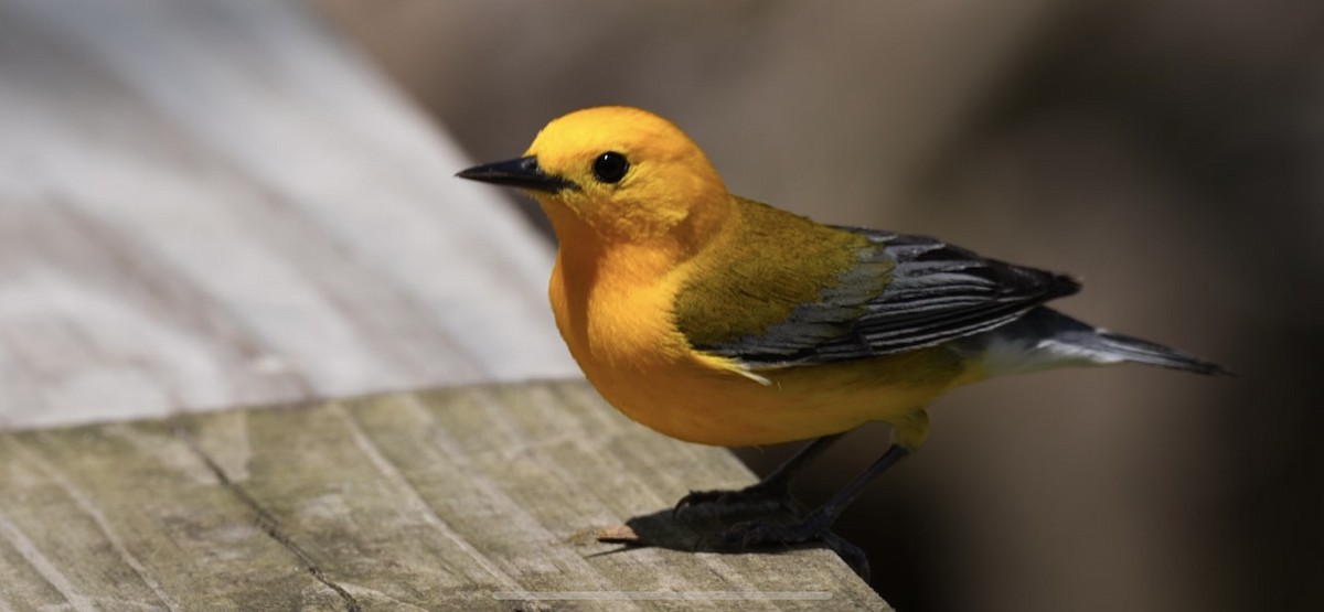 Prothonotary Warbler - ML618643645