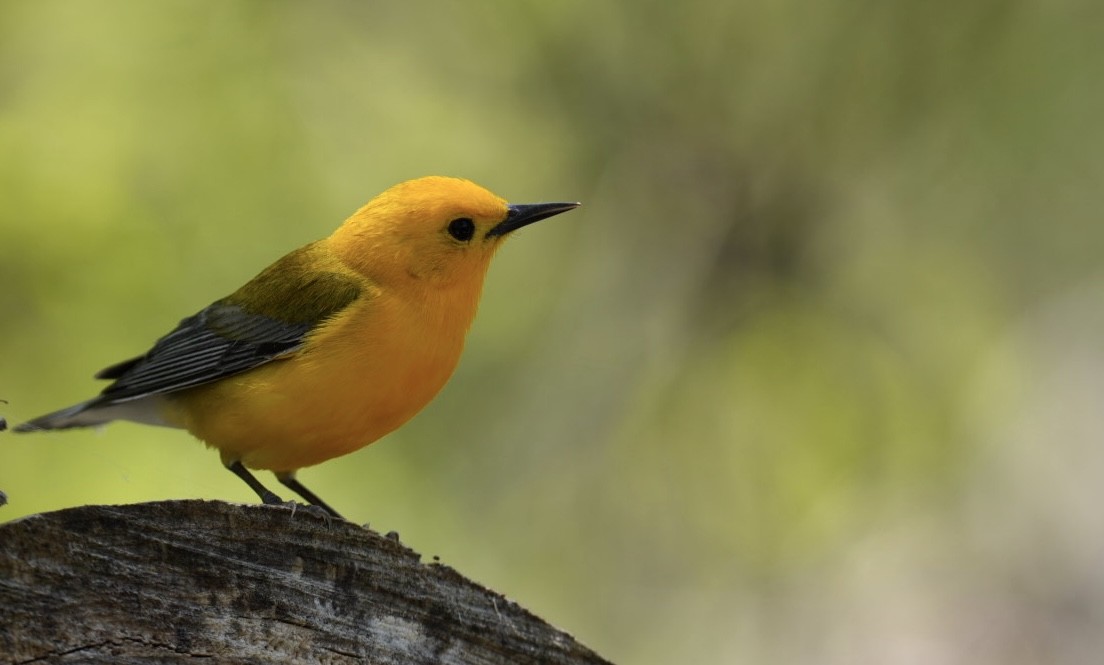 Prothonotary Warbler - ML618643646