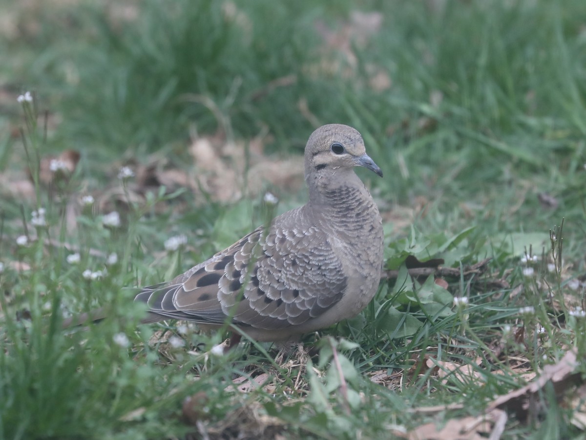 Mourning Dove - Daniel Hinnebusch