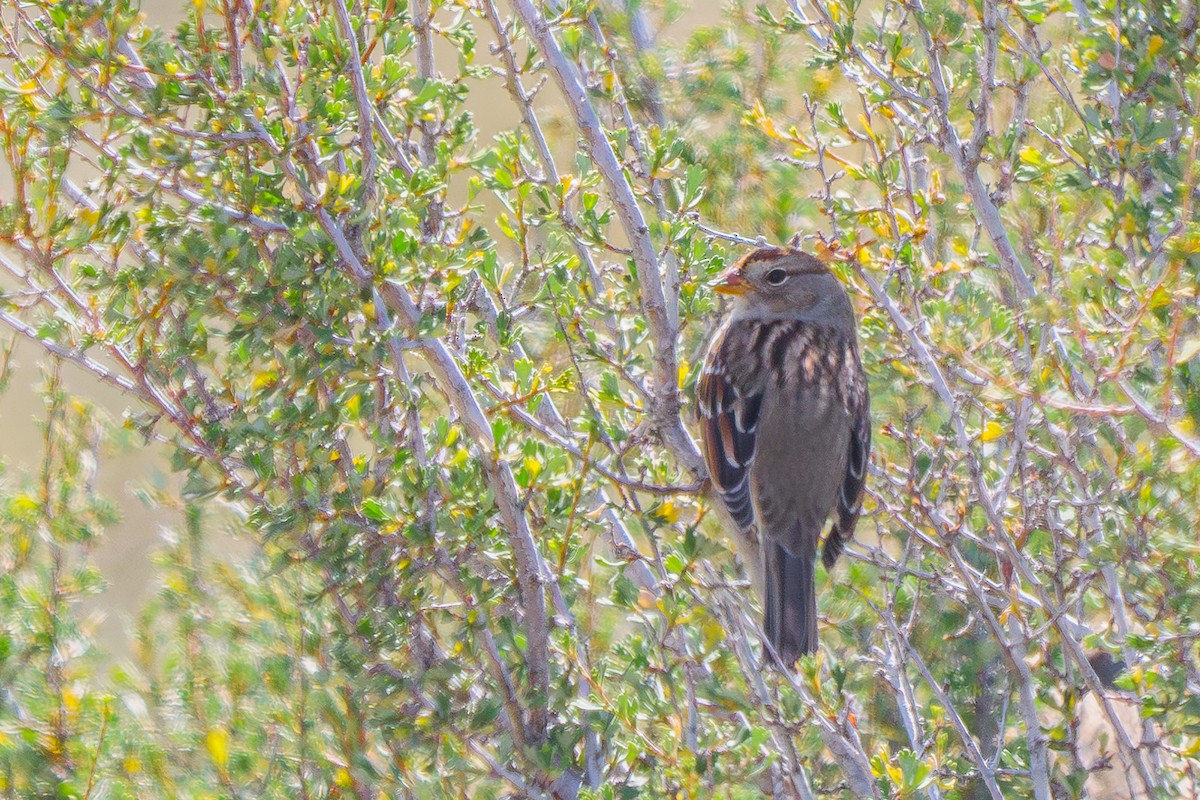 White-crowned Sparrow - ML618643674