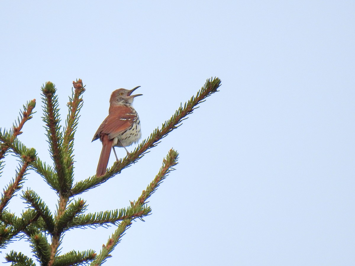 Brown Thrasher - ML618643687