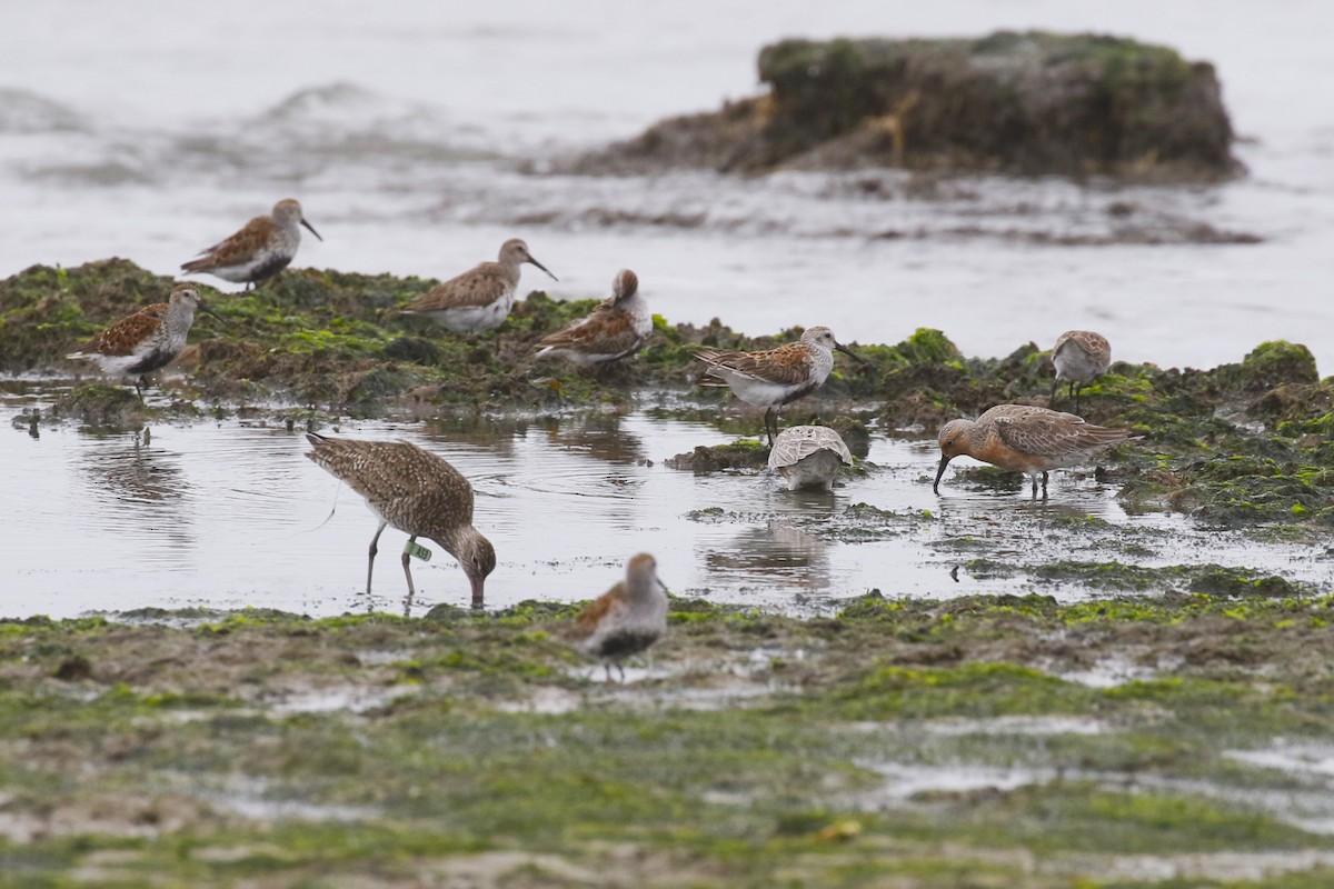 Red Knot - ML618643723