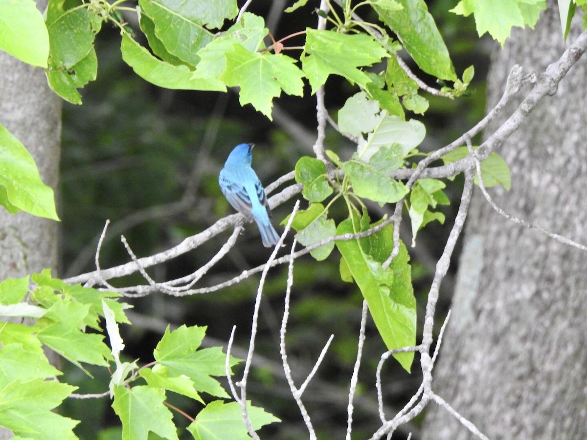 Indigo Bunting - ML618643748