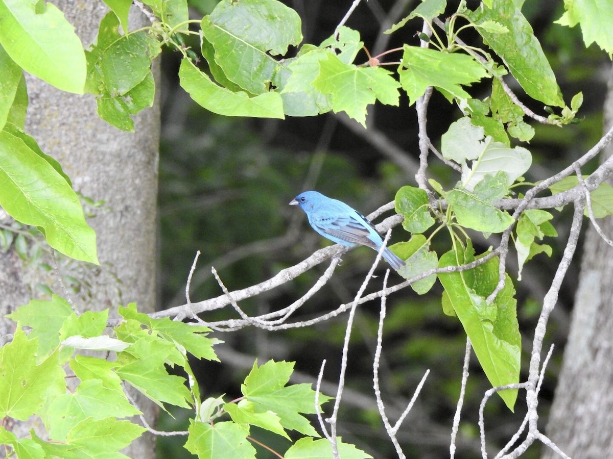 Indigo Bunting - ML618643749