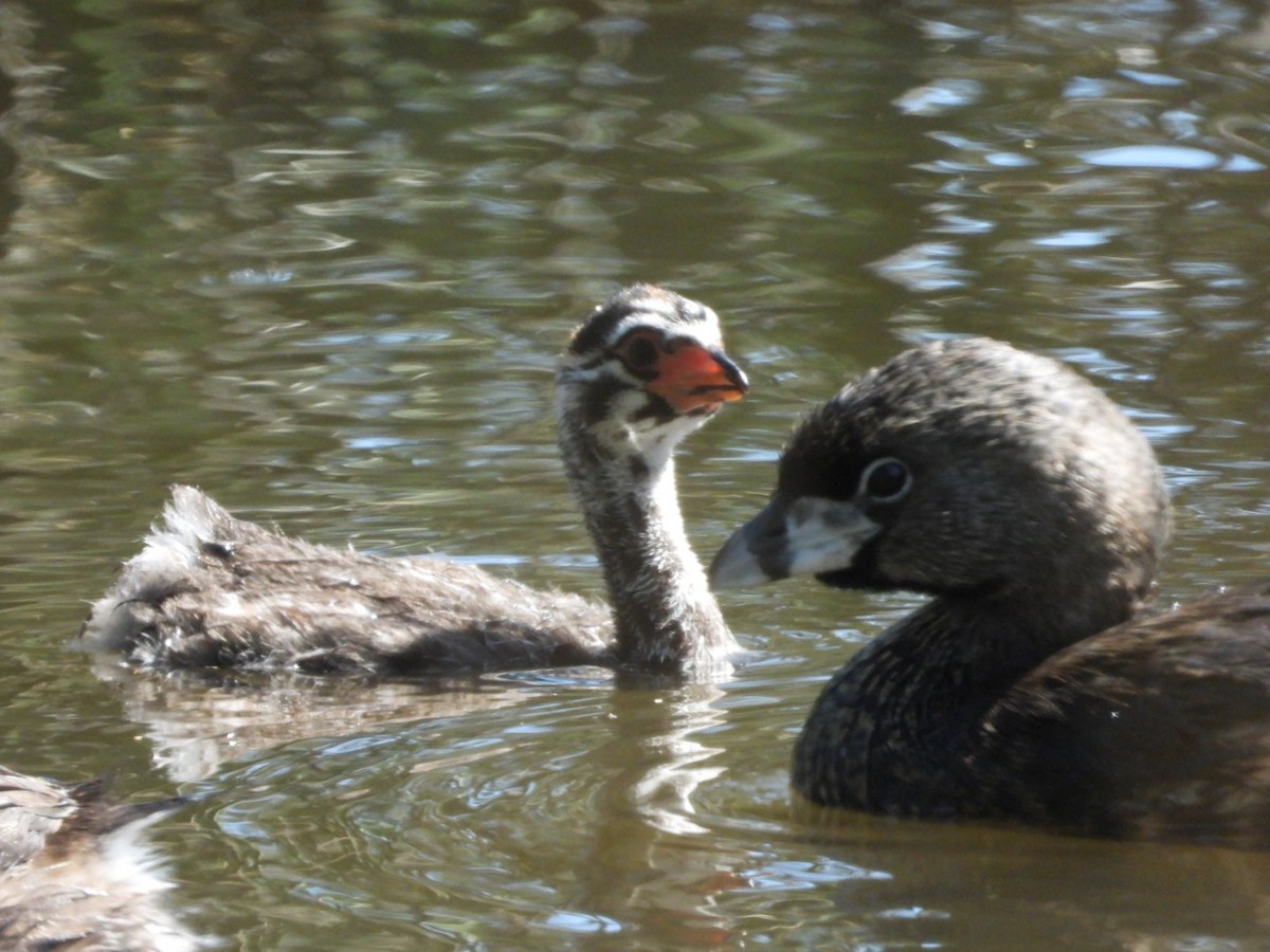 Pied-billed Grebe - ML618643751