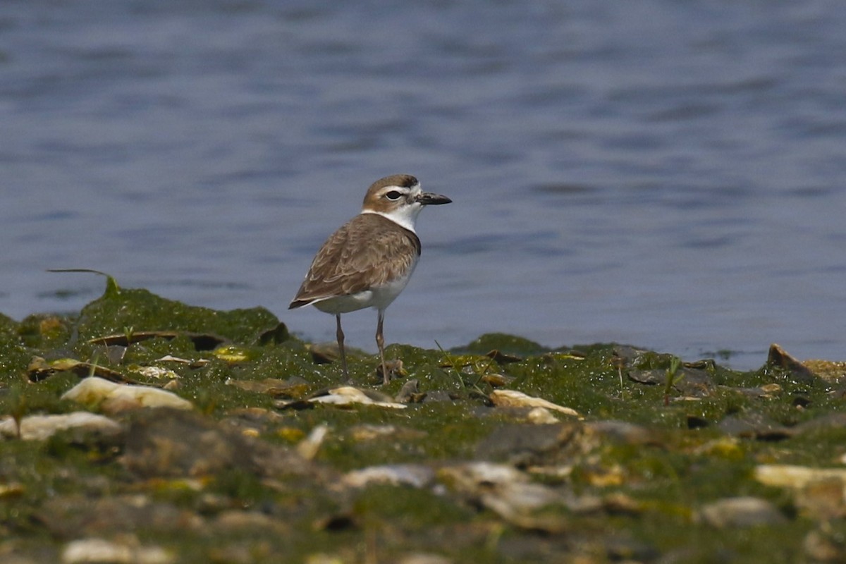 Wilson's Plover - ML618643797