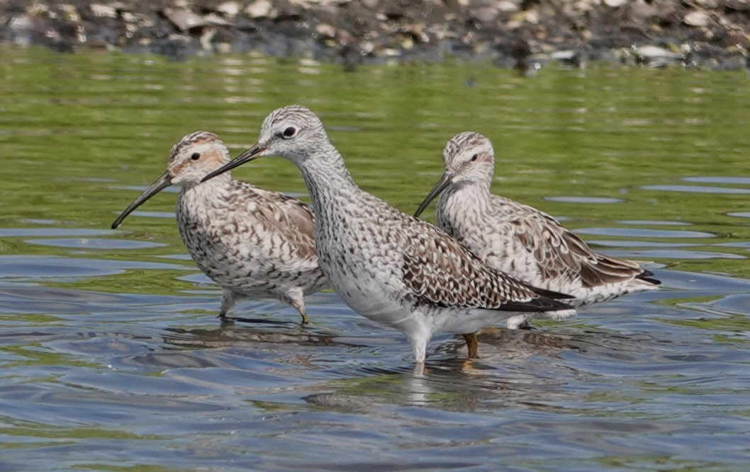 Greater Yellowlegs - ML618643814