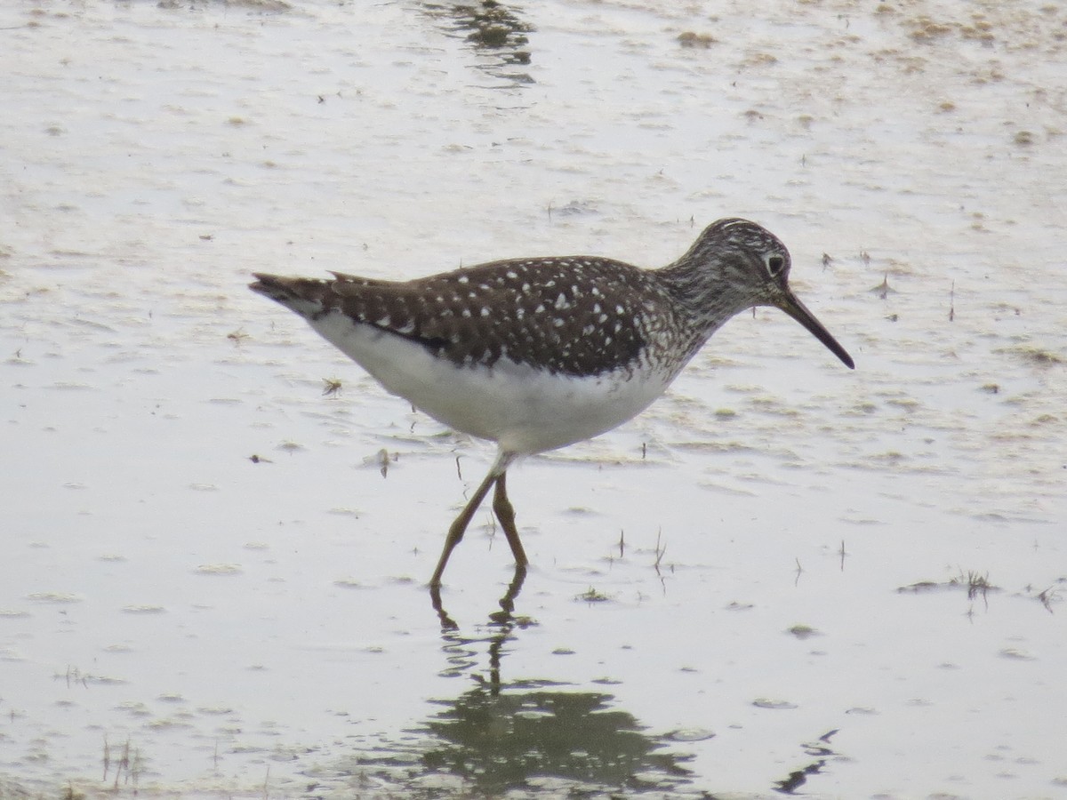 Solitary Sandpiper - ML618643818