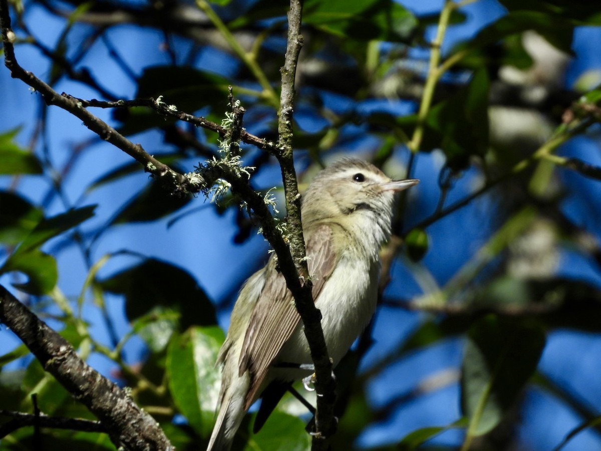 Warbling Vireo - ML618643840