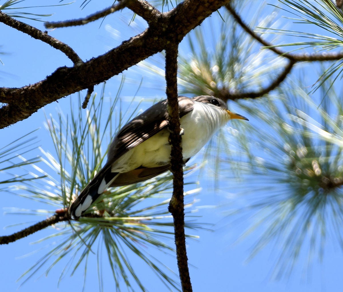 Yellow-billed Cuckoo - ML618643842