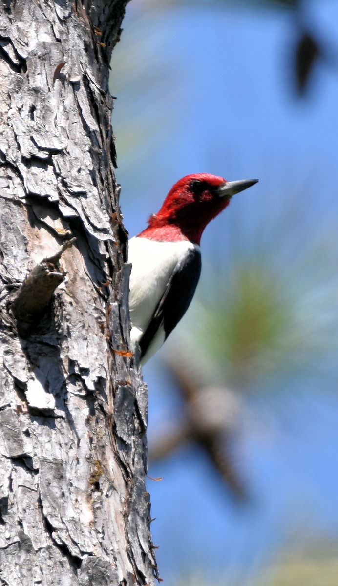 Red-headed Woodpecker - ML618643877