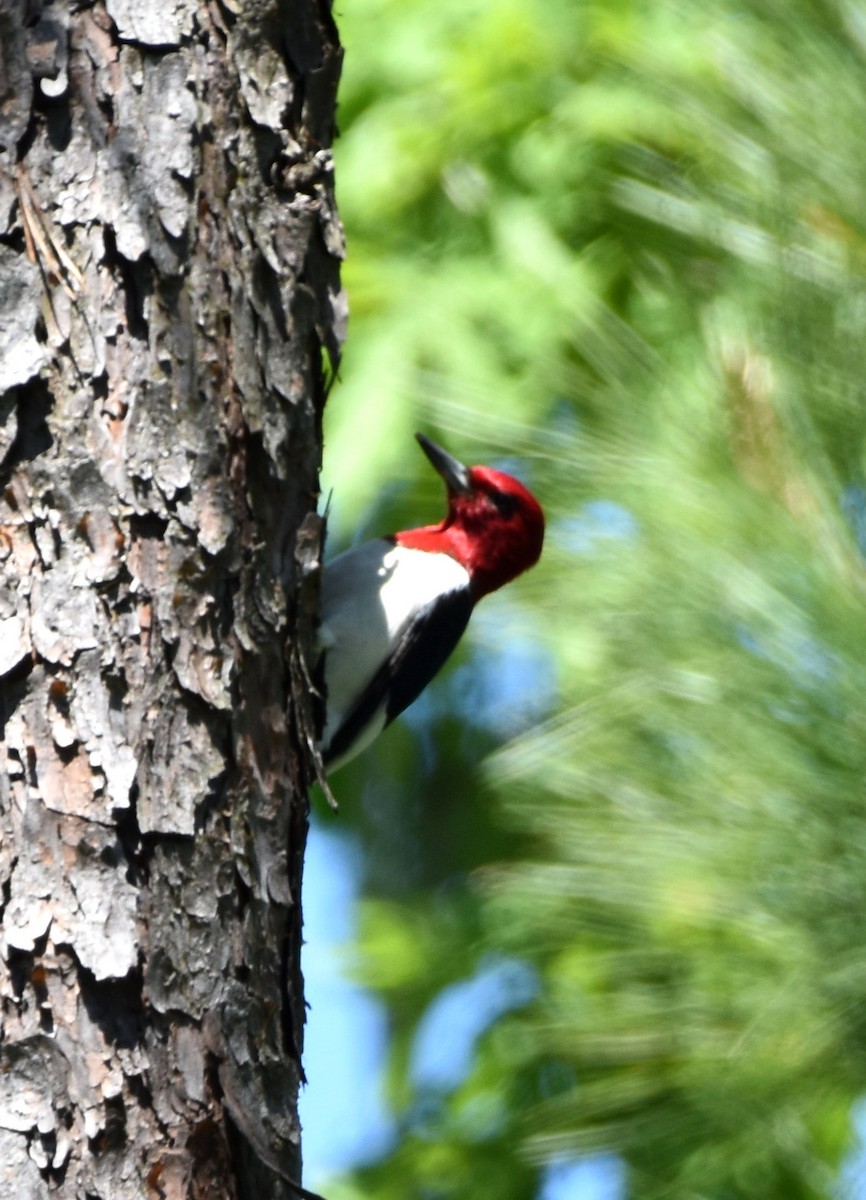 Red-headed Woodpecker - Matthew Hosmer