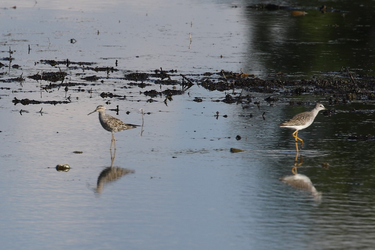 Stilt Sandpiper - ML618643904