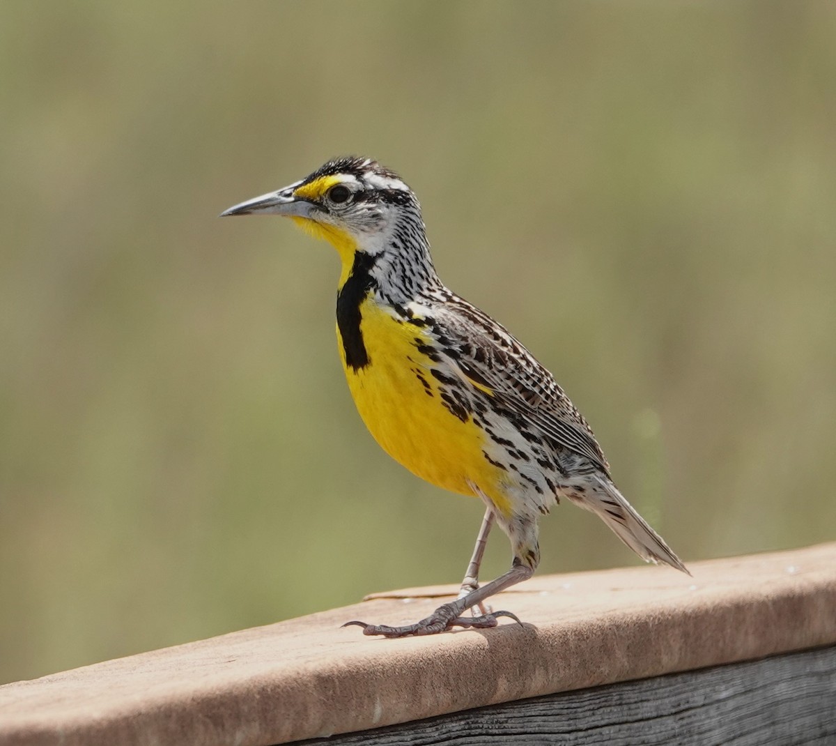 Eastern Meadowlark - ML618643913