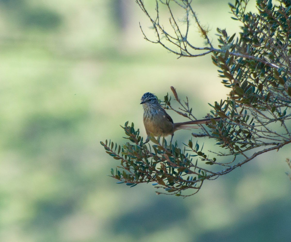 Araucaria Tit-Spinetail - ML618643923